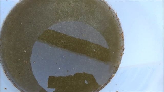 Живой корм для рыбок.