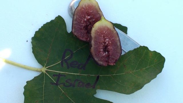 Red Israel Fig Tasting (aka. Khurtmani Fig)