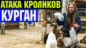 Животные атакуют! Каникулы в Кургане.