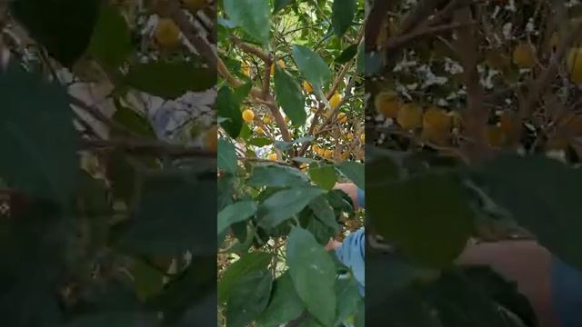 Собираем апельсины прямо с балкона/апельсиновое дерево из косточки/ смотреть онлайн