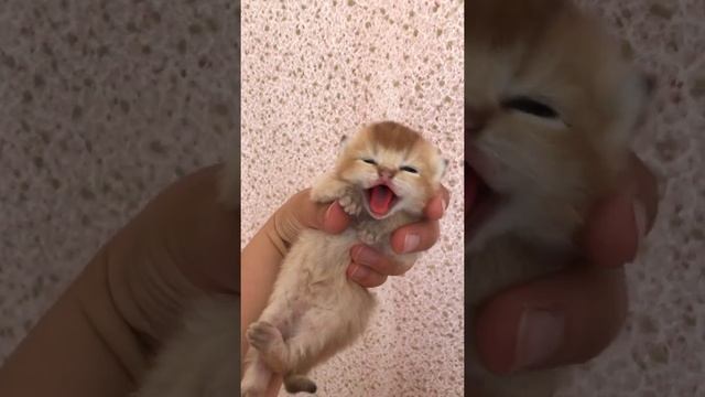 Маленький котёнок шипит смотреть онлайн