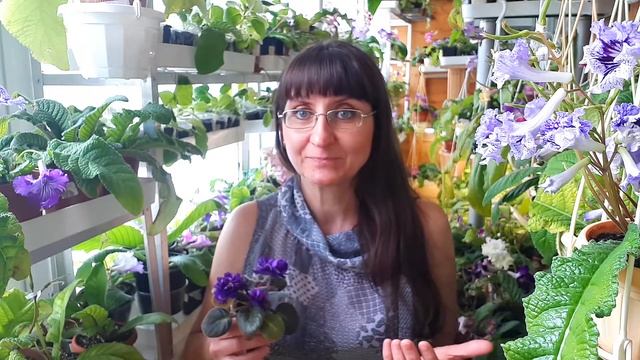 Шапочное цветение фиалок - это просто. смотреть онлайн