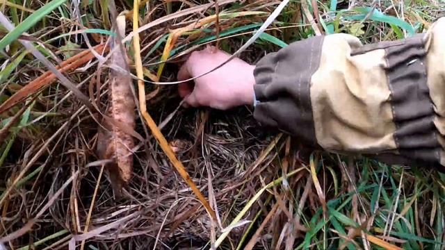 Семейная охота на царский гриб, с красной шапочкой. смотреть онлайн