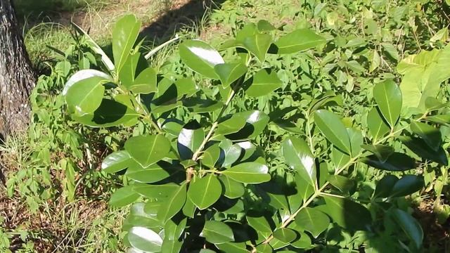 Cold Hardy Guava: The Cattley Guava/Strawberry Guava смотреть онлайн