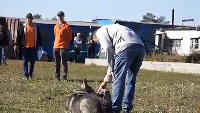 Седой Урал Юлий Цезарь 5 место ОКД Чемпионат ЧО по ОКД 23.09.2018г.
