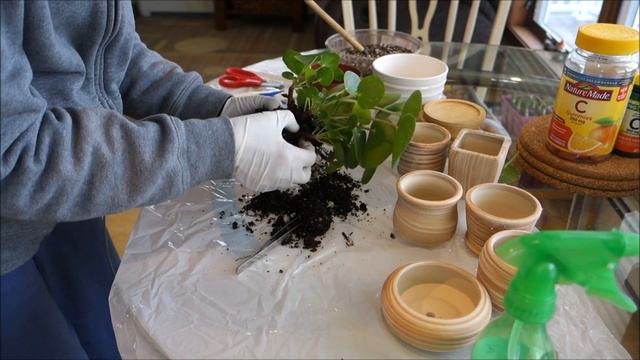 镜面草------镜面草分株。一个不讲究计划生育的植物。 Pilea peperomioides Care & Propagation смотреть онлайн