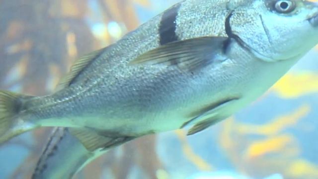 water//wonder смотреть онлайн