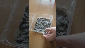 Проращивание семян тыквы, кабачка, патиссонов для открытого грунта в домашних условиях.