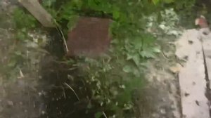 Полный процесс кормления улитки Muller | Сколько корма ест улитка? + Маточник | Helix Aspersa Mulle