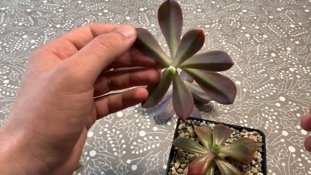 Обрезка Graptoveria Fred Ives. Как исправить вытянутое растение? смотреть онлайн