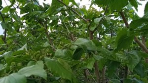 Плодоношение шелковицы, результат обрезки