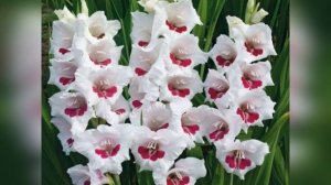 Самые красивые и эффектные гладиолусы — фото и названия