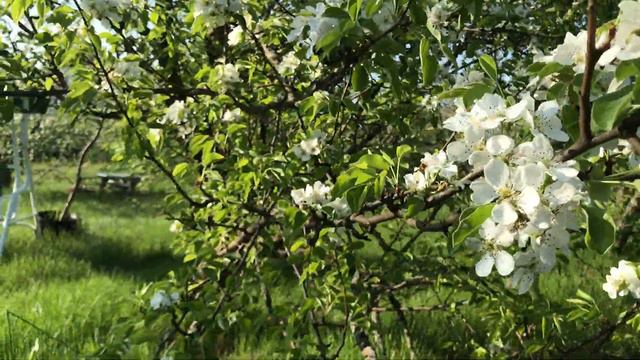 Мой домик в деревне 🏡🪵 смотреть онлайн