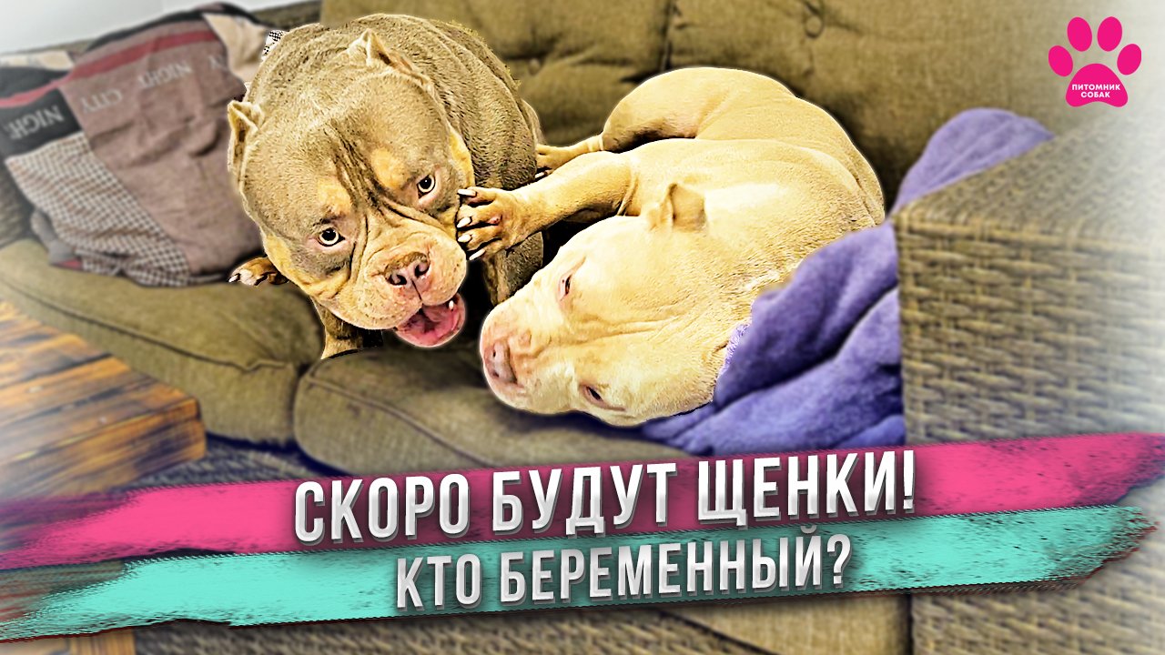 Две собаки ждут щенков! Как живет Аня в Питомнике Собак? Как дела у кавалерчика Чили? смотреть онлайн