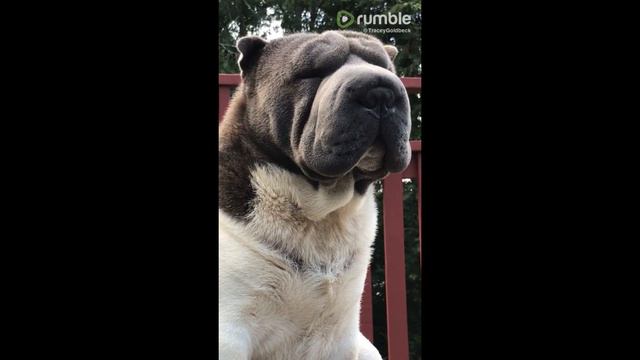 Zen Sharpei смотреть онлайн