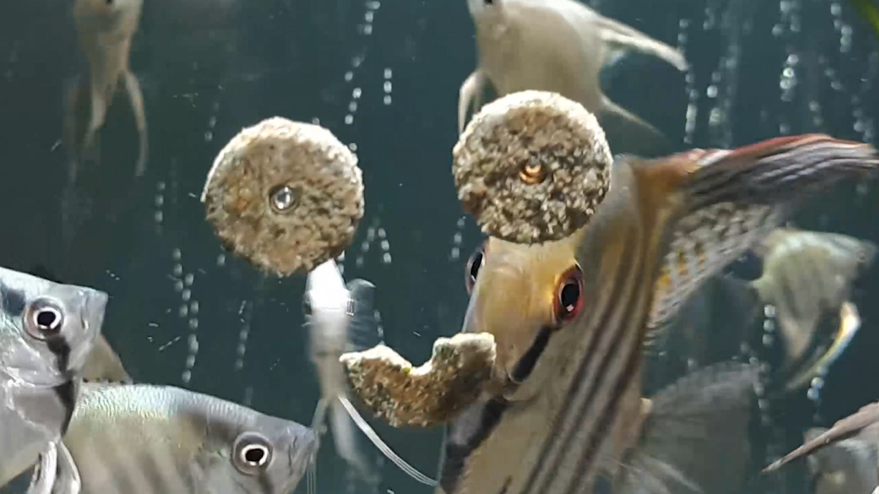 Увлекательный корм для кормления рыб