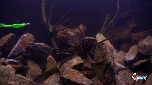 Big Assasin Brown Perch