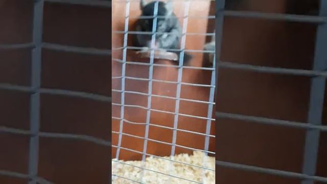 Какой-то хорёк сам себя удовлетворяет!Смотреть до конца!!!??? смотреть онлайн