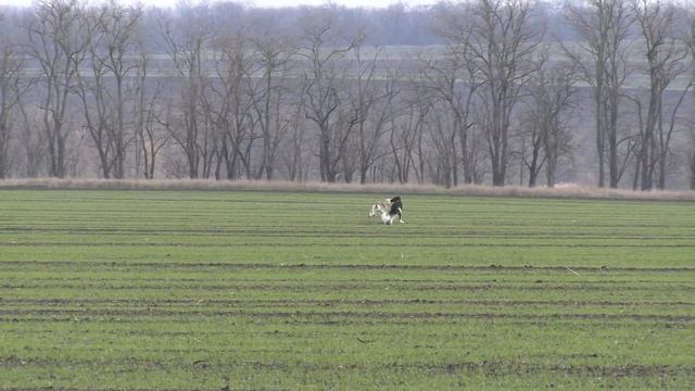 ДРУЖБА НАРОДОВ ч3 Состязания борзых 29 11 2020г смотреть онлайн