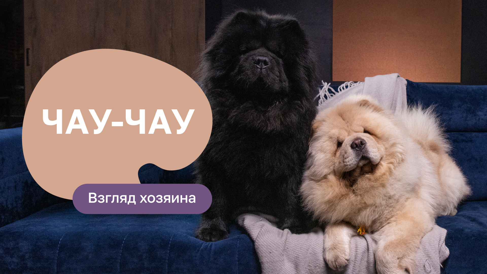 Чау-чау: все о породе, плюсы и минусы - шоу “Ожидание/реальность” смотреть онлайн