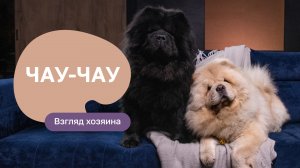 Чау-чау: все о породе, плюсы и минусы - шоу “Ожидание/реальность”