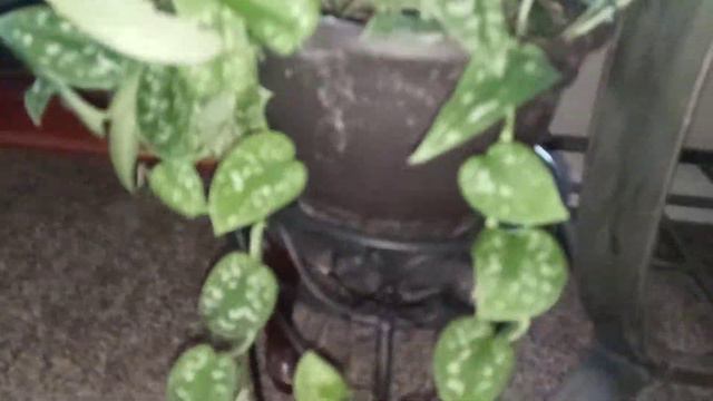 Scindapsus Pictus- Argyraeus: Plant For Beginners