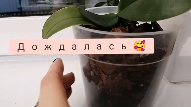 Первое цветение детки орхидеи. Сравнение с материнским цветением. смотреть онлайн