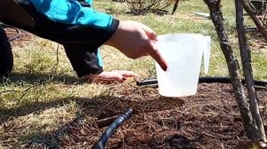 Капельный полив голубики с помощью капельной трубки. Монтаж системы