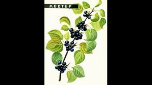 жостер плоды в медицине применение при геморрое