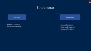 Тип хордовые. Класс хрящевые и костные рыбы.