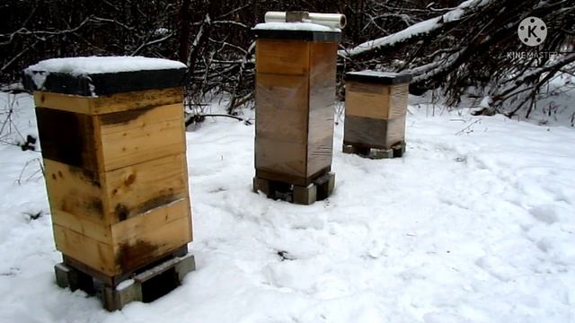 Синицы на пасеке зимой смотреть онлайн