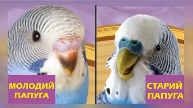 Говорящий попугай Все будет хорошо Все будет хорошо смотреть онлайн