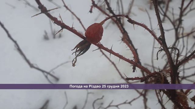 Погода на Різдво 25 грудня 2023 | Погода в Україні смотреть онлайн