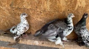 Летно-игровые двухчубые Узбекские голуби