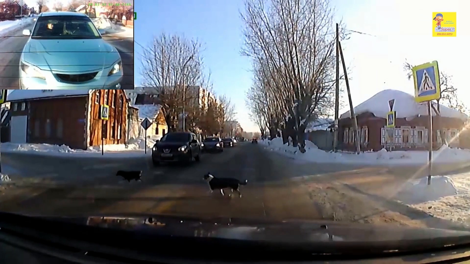 Собаки переходят дорогу по пешеходному переходу смотреть онлайн