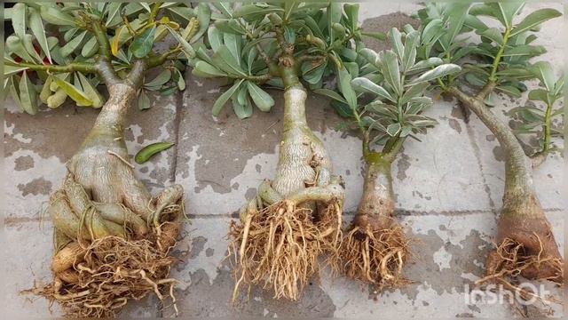 Ready to move to new home.//Alpha Adenium Garden смотреть онлайн