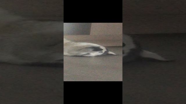 Сибирский хаски Кай