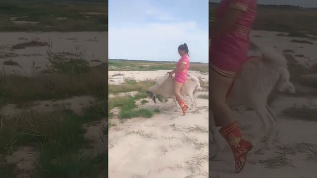 Girl rides her sheep 2 смотреть онлайн