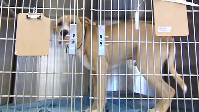 Metro Richmond Petsavers Gives Hope to Shelter Animals in Richmond смотреть онлайн