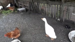 Гусятам месяц и неделя, кормление и содержание.