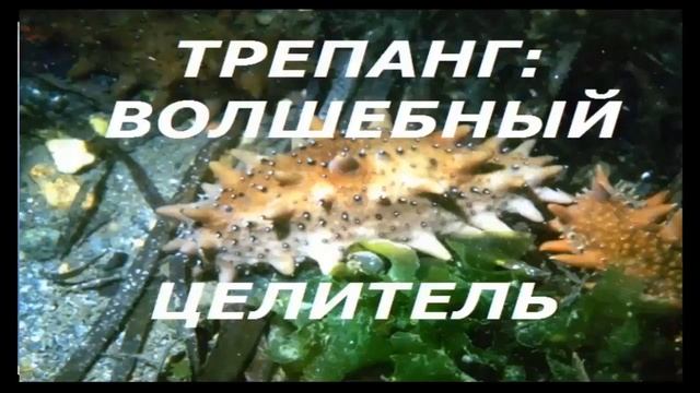 #Биозан #трепанг #Витакар Катя и Радик