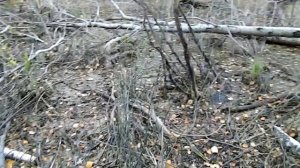 Про бобров в лесу