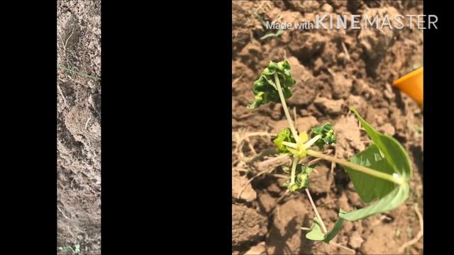 Papaya - organic farming смотреть онлайн