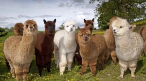 Какие звуки издаёт лама  / Звук ламы