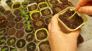 Всходы своих  семян перцев на 4 день. Способ посева "под вермикулит".