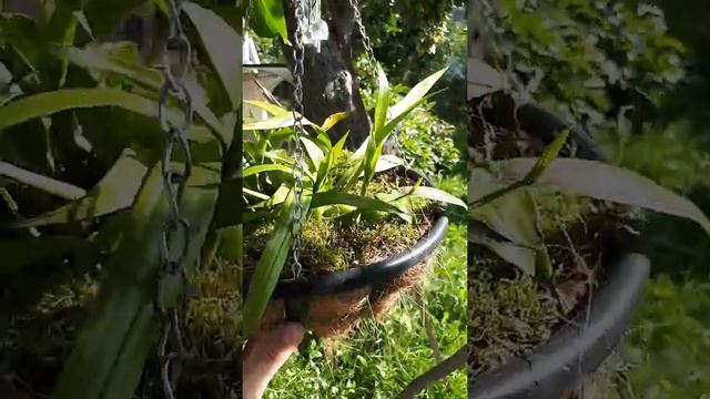 Целогина Кристата смотреть онлайн