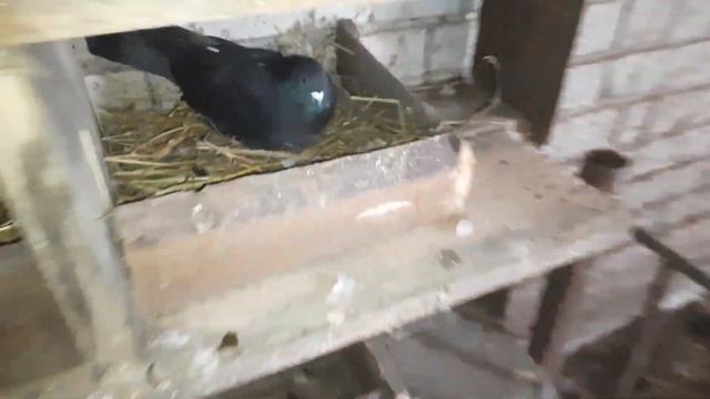 Разговоры и обзор птенцов...