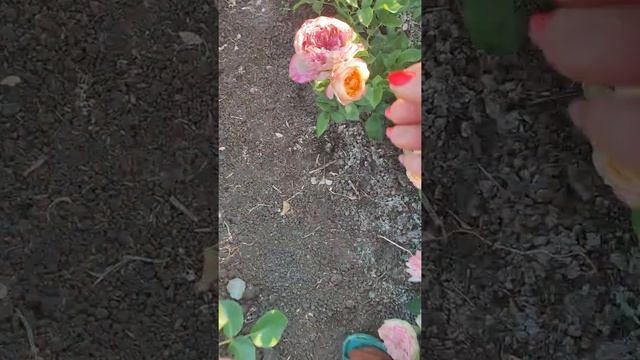 Желе: секреты вкусных традиций