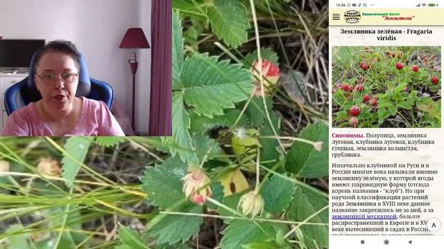 Земляника Зелёная, Луговая, Холмистая, Полуница или Клубника? Очень важный эфир!))) смотреть онлайн