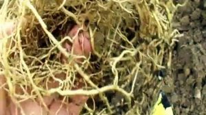 ПОСАДКА ХОСТЫ. ЧТО НУЖНО ДЛЯ ХОРОШЕГО РОСТА ХОСТЫ